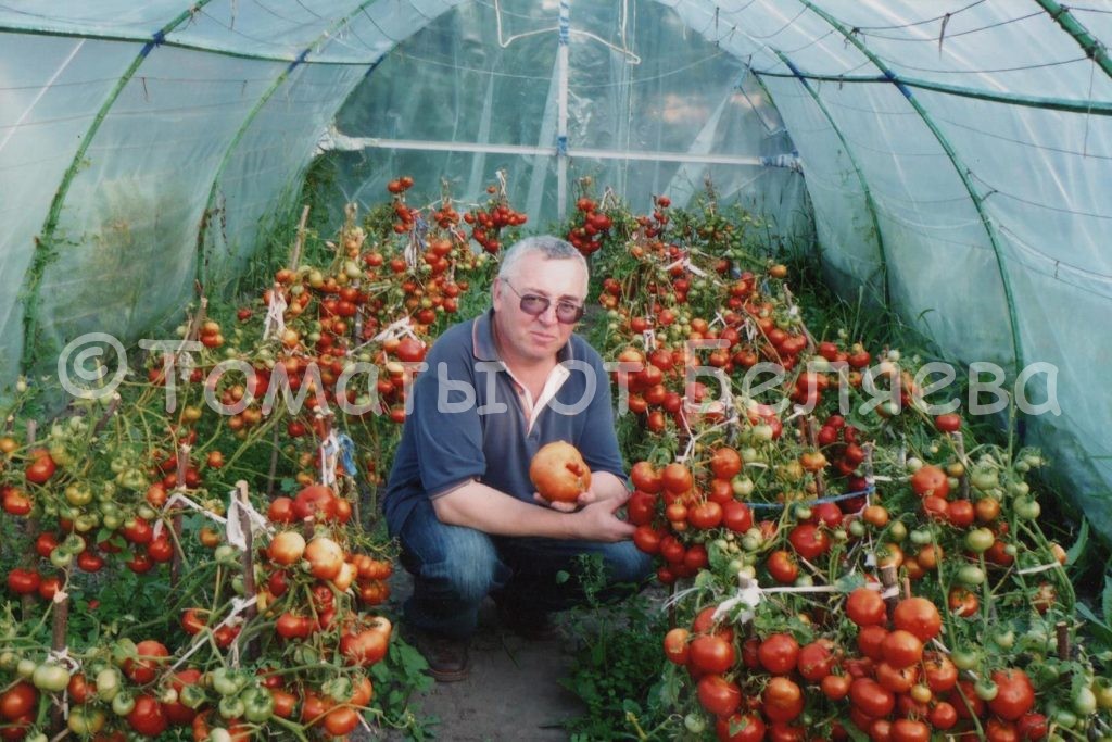 Ранние томаты 1