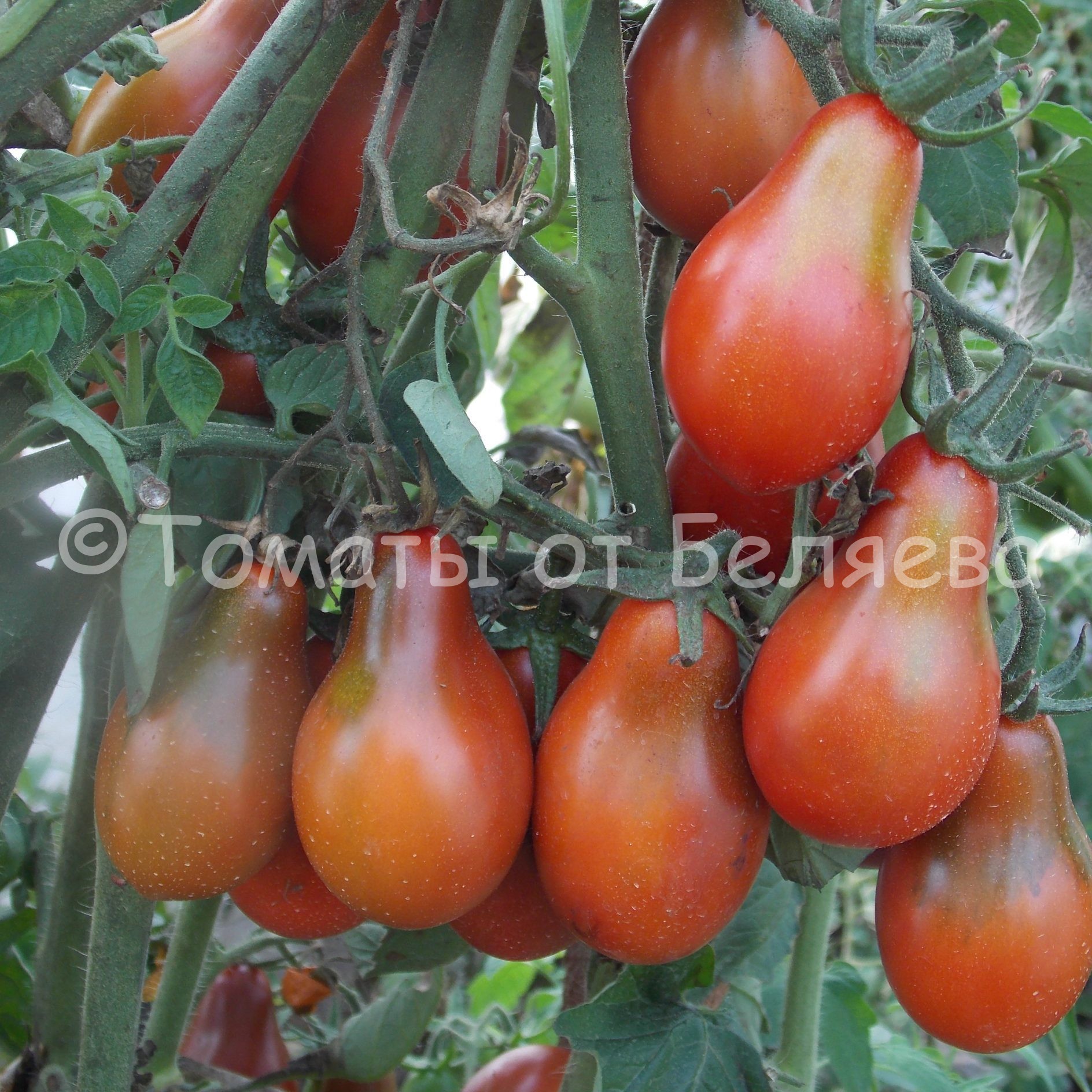 Семена томатов от частных коллекционеров Томат Джесика