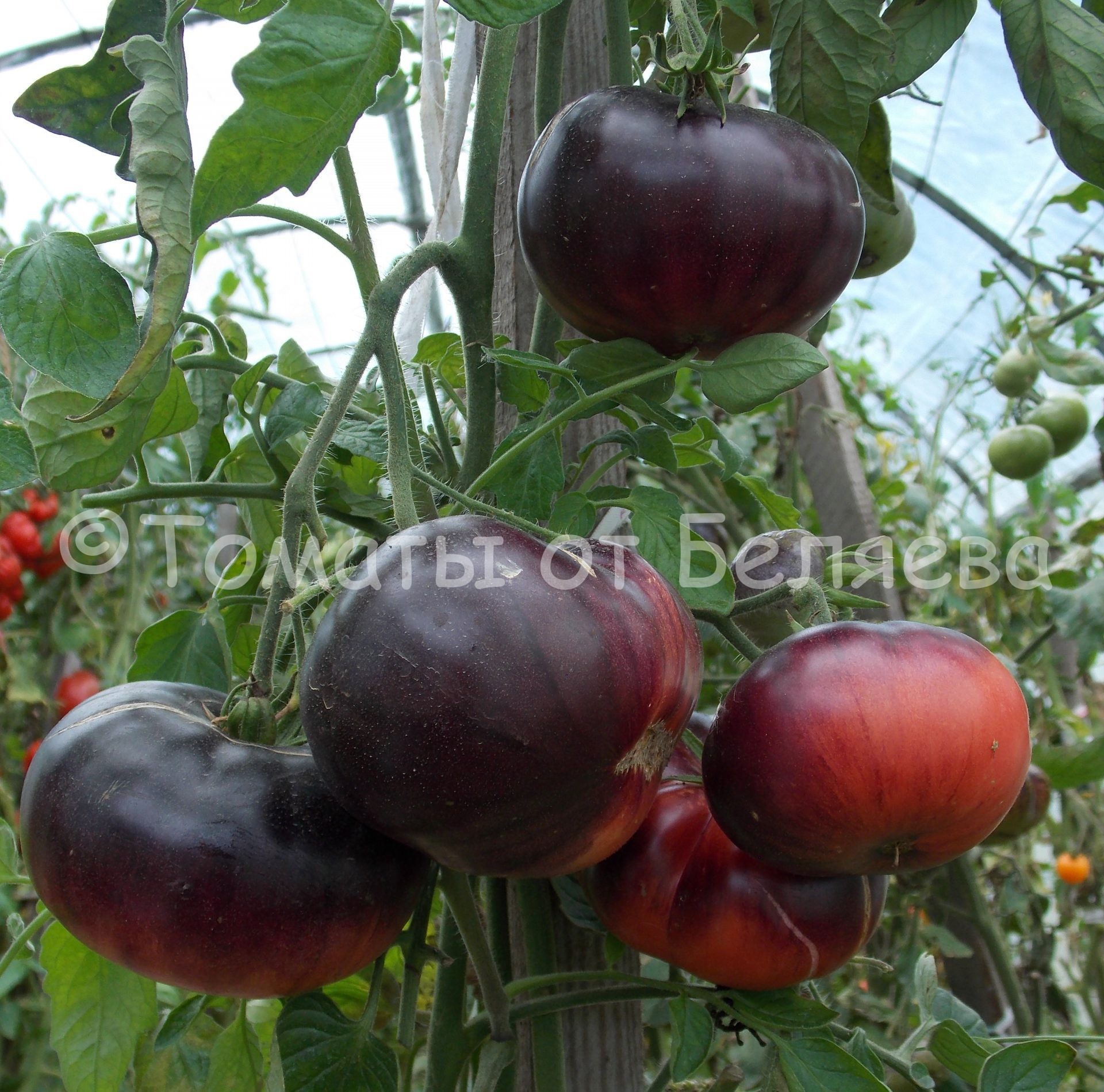 Северные томаты. Беляева