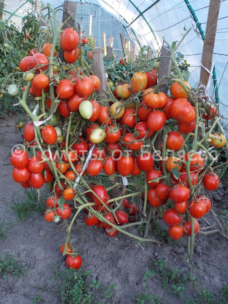 Низкорослые сорта томатов 2