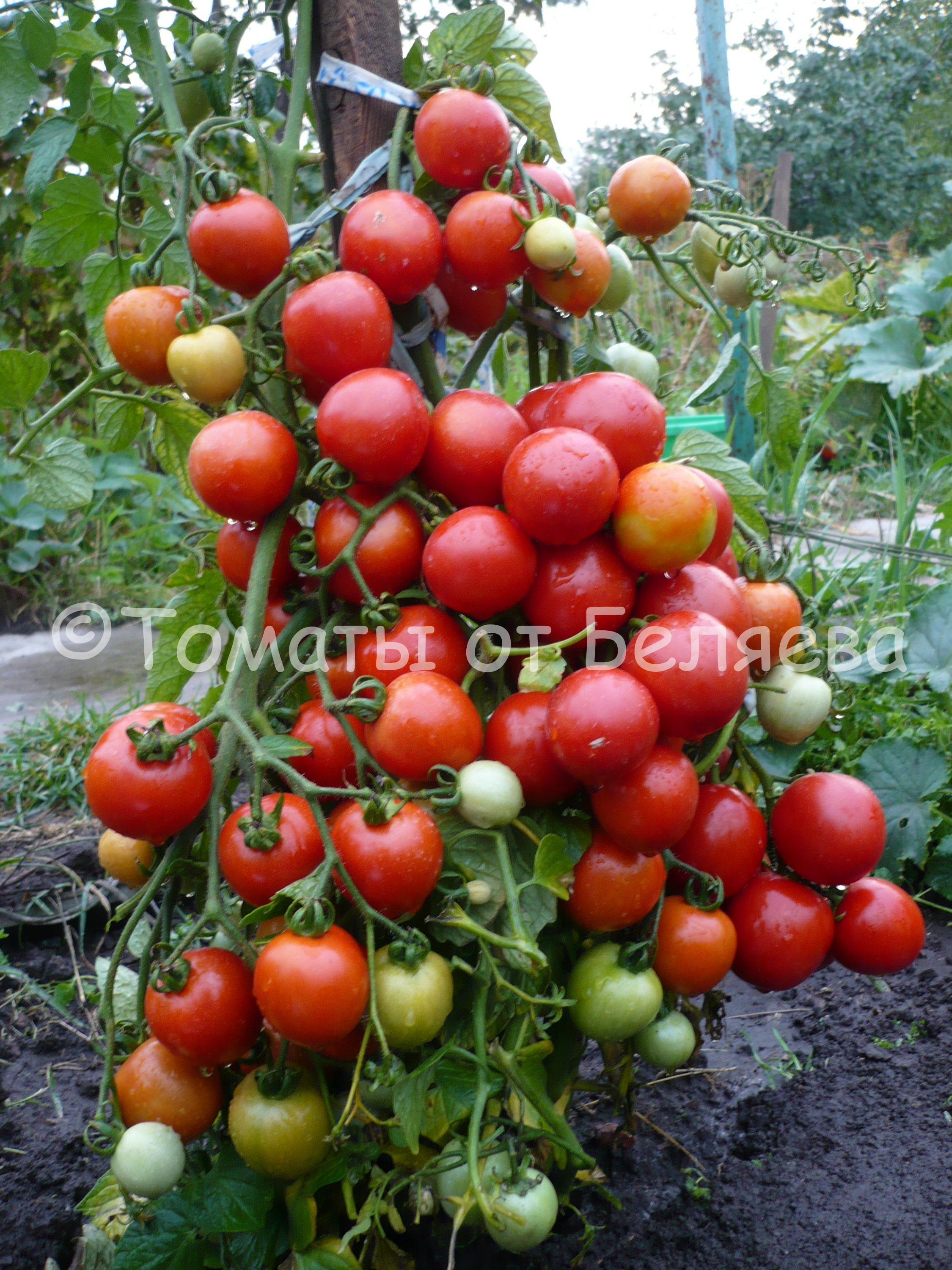 Как вырастить томаты от Беляева