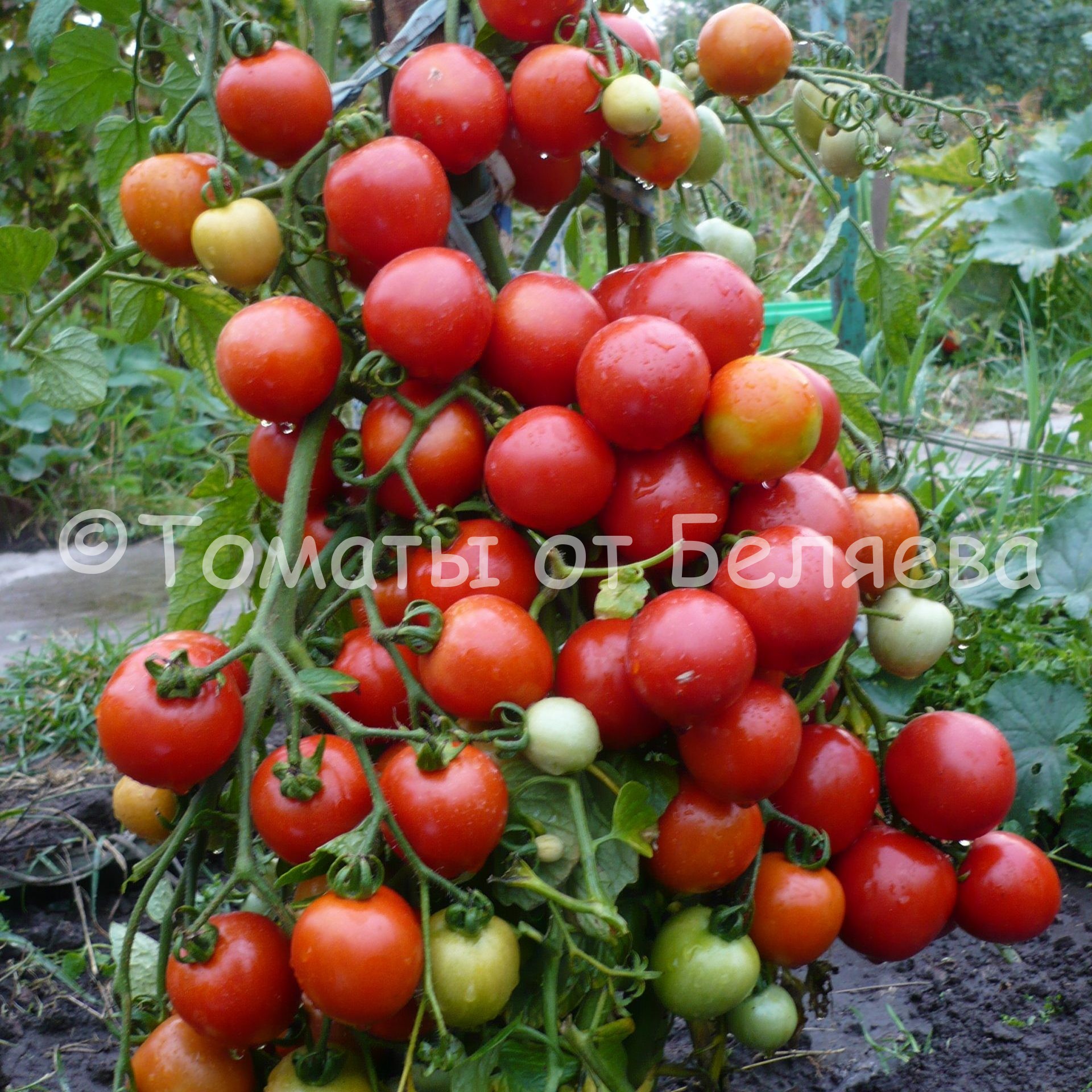 Как вырастить томаты от Беляева