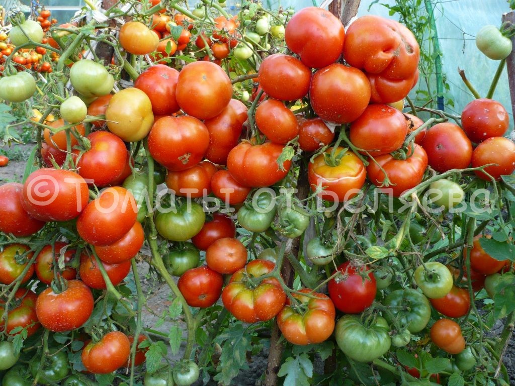 Почему растрескиваются помидоры 2