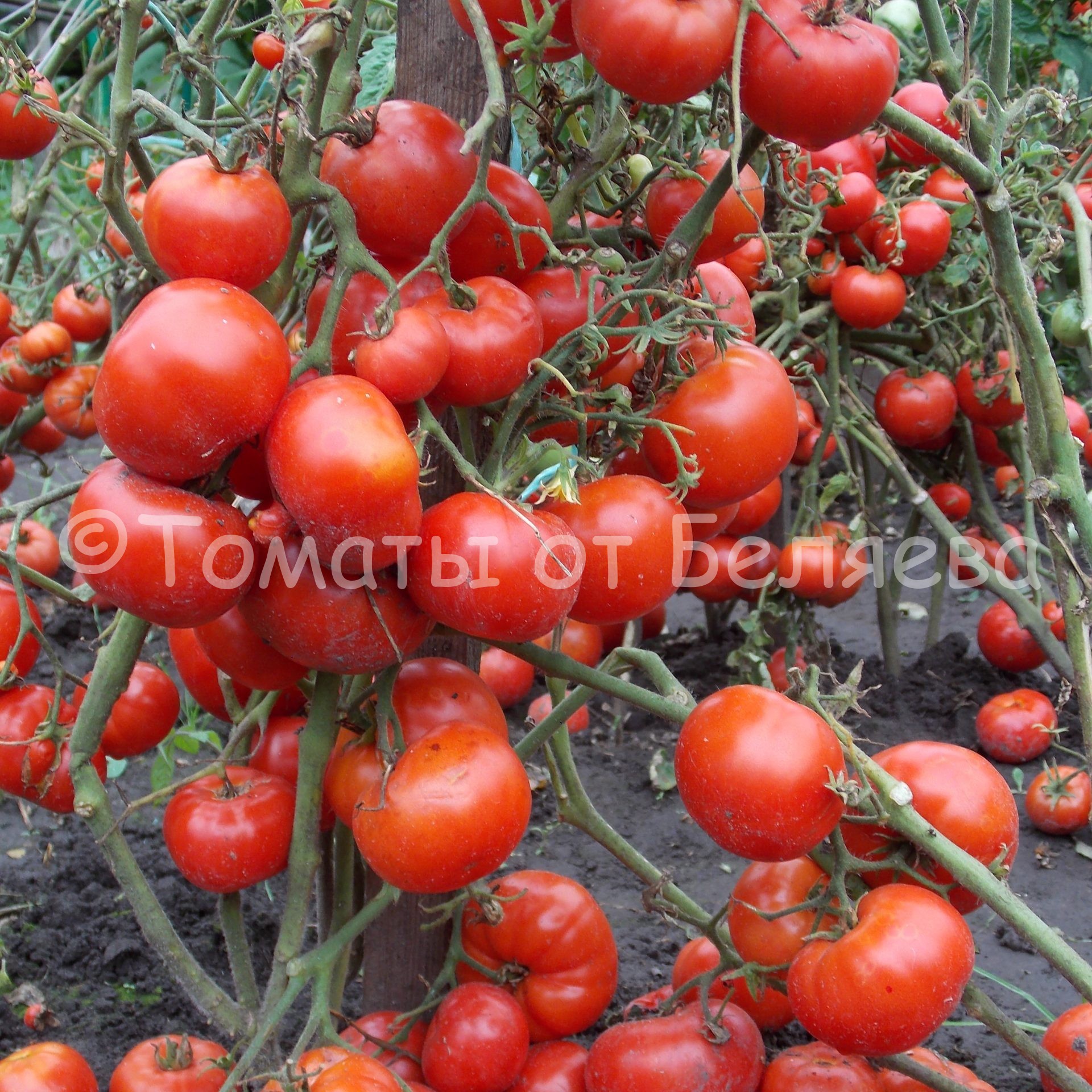 Низкорослые томаты