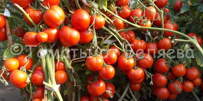 Низкорослые сорта томатов Беляева