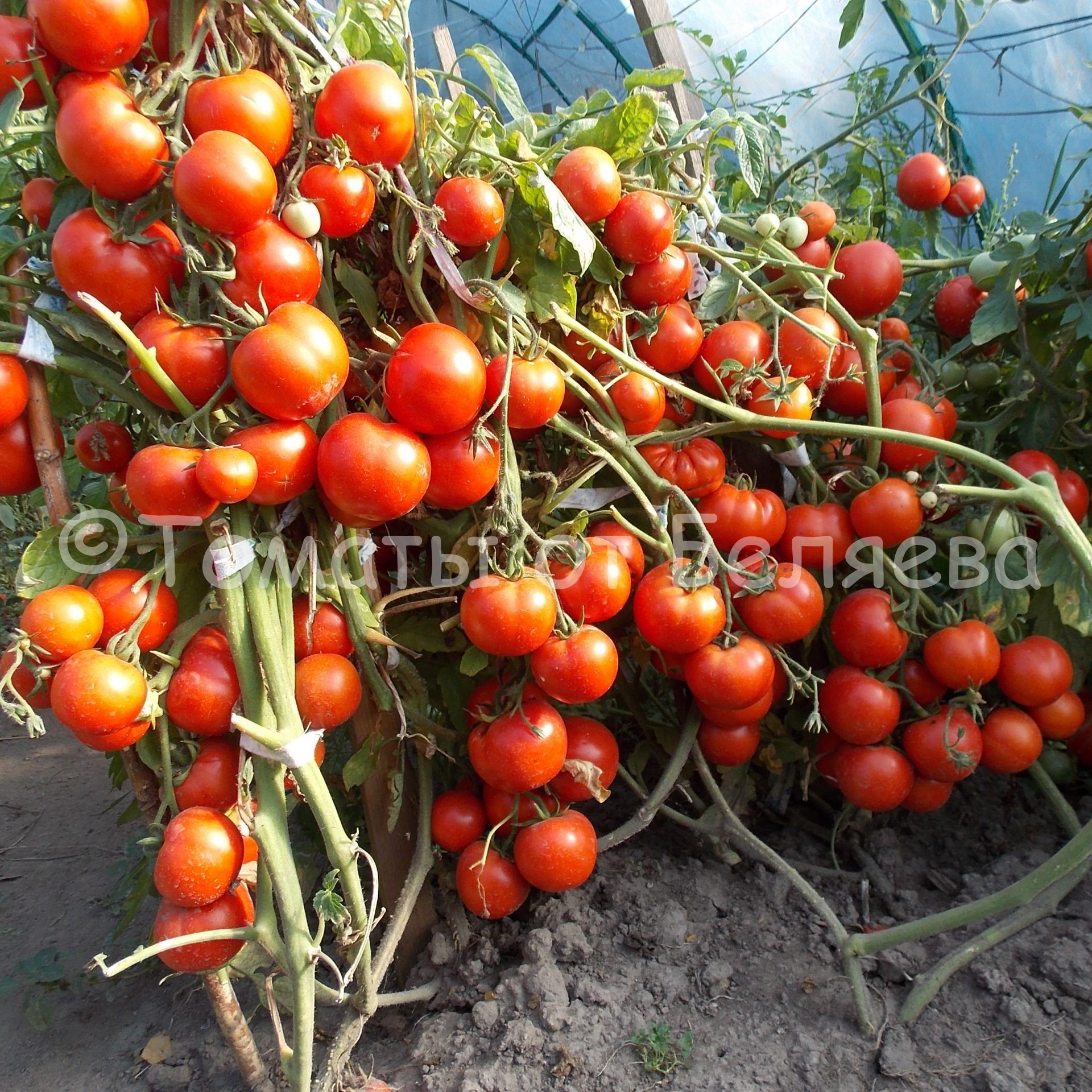 Низкорослые сорта томатов Беляева