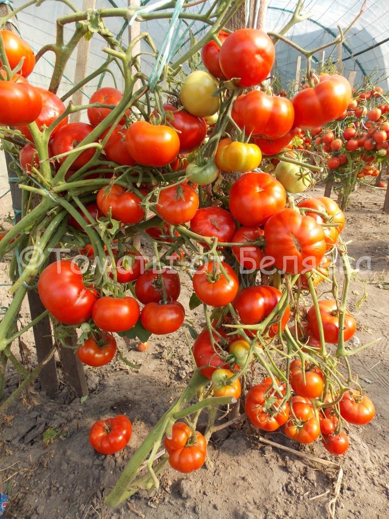 Низкорослые сорта томатов 1