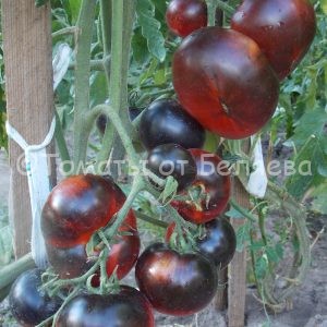 Томат Синий, описание, Купить, Семена от производителя, отзывы, характеристика, фото, семена томатов от частных коллекционеров.