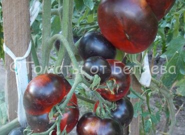 Семена томатов от частных коллекционеров Томат Синий А