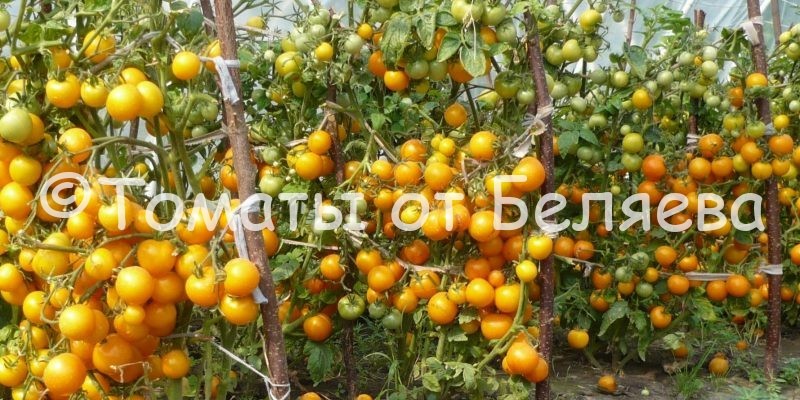Урожайные томаты Беляева