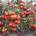 Томат Ондрашек, описание, Купить, Семена от производителя, отзывы, характеристика, фото, семена томатов от частных коллекционеров.