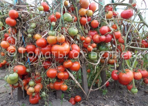 Томат Андрошек Семена томатов от частных коллекционеров