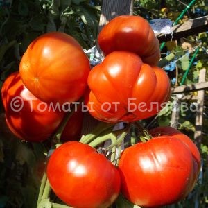 Томат Австралийское сердце Семена томатов от частных коллекционеров