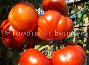 Томат Австралийское сердце Семена томатов от частных коллекционеров