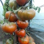 Томат Блек Джон Семена томатов от частных коллекционеров