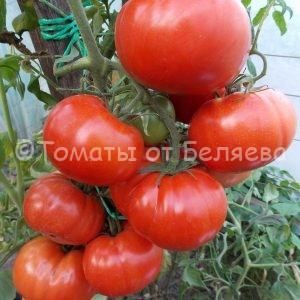 Семена томата Болгарское чудо купить