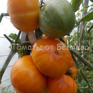 Семена томатов Большой оранжево-полосатый