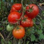 Семена томатов Бони бестер купить