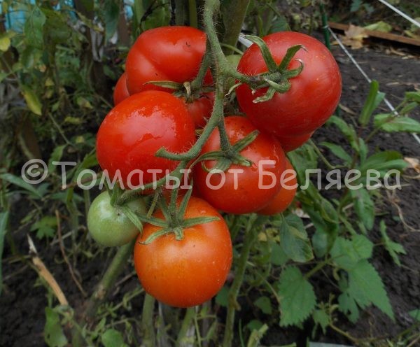 Семена томатов Бони бестер купить