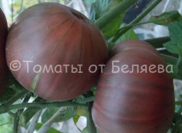 семена томатов Бренди дай черный купить