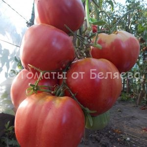 Семена томатов Бычье гигант купить