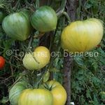 Семена томатов Бычье сердце белое купить