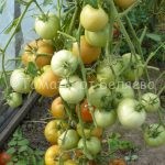Семена томатов от частных коллекционеровТомат Даниэлла