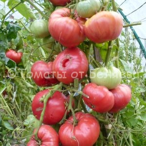 Семена томатов от частных коллекционеровТомат Девятисотграммовый