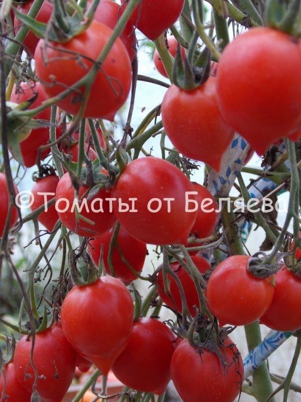 Томат Поцелуй герани, Купить томаты минусинские, Семена от производителя, отзывы, характеристика с описанием сортов, фото.