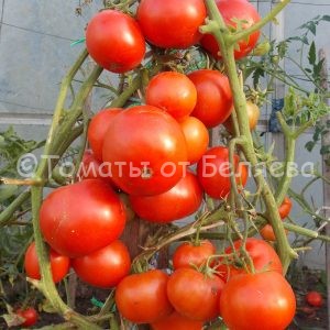 Семена томатов от частных коллекционеров Томат Голиаф