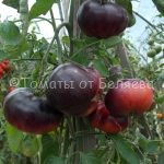Семена томатов от частных коллекционеров Томат Голубая полоса