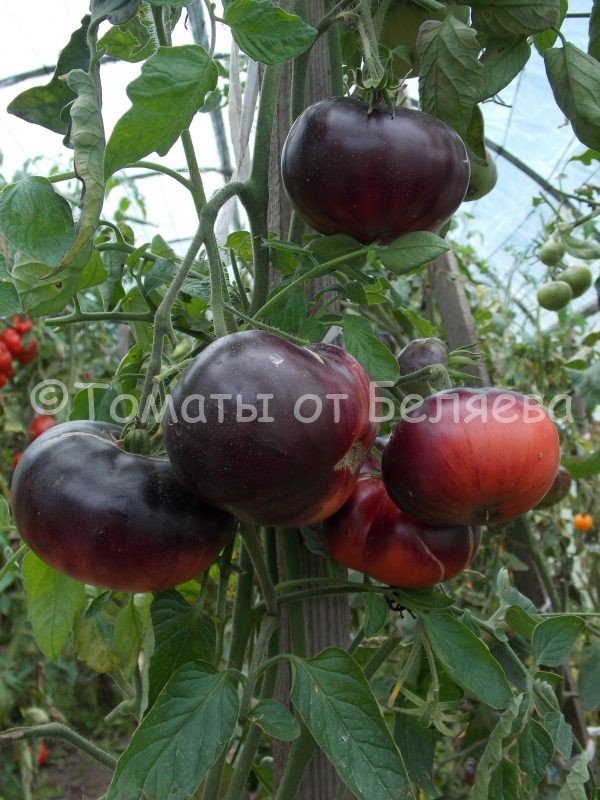 Семена томатов от частных коллекционеров Томат Голубая полоса