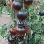 Семена томатов от частных коллекционеров Томат Голубая старица