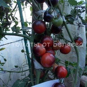 Семена томатов от частных коллекционеров Томат Индиго роуз