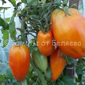 Семена томатов от частных коллекционеров Томат Итальянские