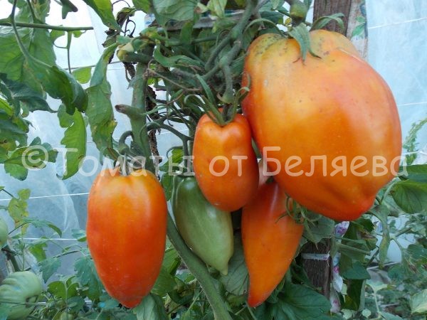 Семена томатов от частных коллекционеров Томат Итальянские