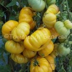 Семена томатов от частных коллекционеров Томат Измаильский ребристый