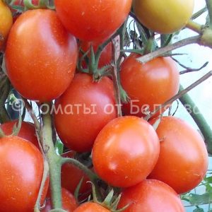 Семена томатов от частных коллекционеров Кечменти юбилейные