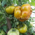Семена томатов от частных коллекционеров Семена томатов от частных коллекционеров Томат Киви