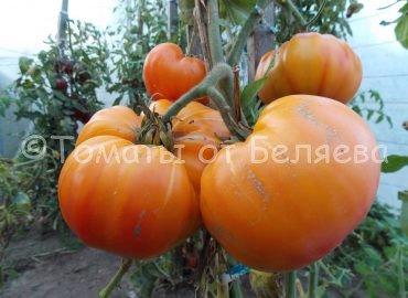 Семена томатов от частных коллекционеров Томат Конфеты Западной Вирджинии