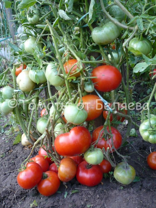 Томат Крайова, описание, Купить, Семена от производителя, отзывы, характеристика, фото, семена томатов от частных коллекционеров.