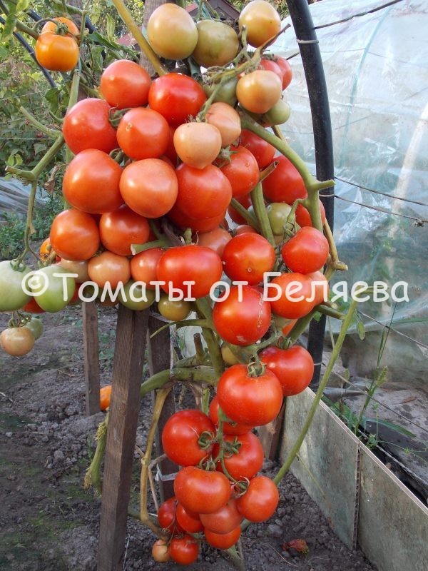 Томат Красный плотный, описание, Купить, Семена от производителя, отзывы, характеристика, фото, семена томатов от частных коллекционеров.