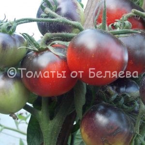 Семена томатов от частных коллекционеровТомат Красный уголь