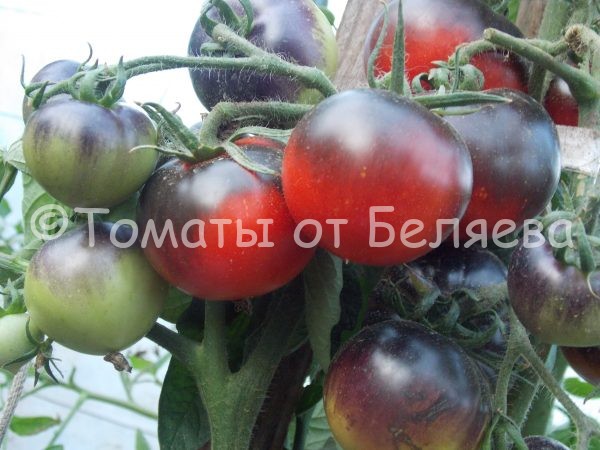 Семена томатов от частных коллекционеровТомат Красный уголь