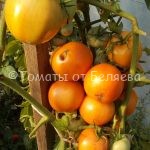 Семена томатов от частных коллекционеров Томат Кубинский сладкий