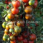 Семена томатов от частных коллекционеров Томат Кумато