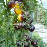 Семена томатов от частных коллекционеровТомат Лесной голубой шмель