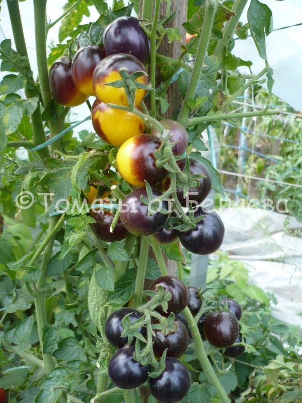 Семена томатов от частных коллекционеровТомат Лесной голубой шмель