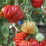Семена томатов от частных коллекционеров Томат Лотаргинская красавица