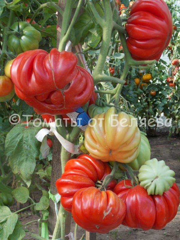 Семена томатов от частных коллекционеров Томат Лотаргинская красавица